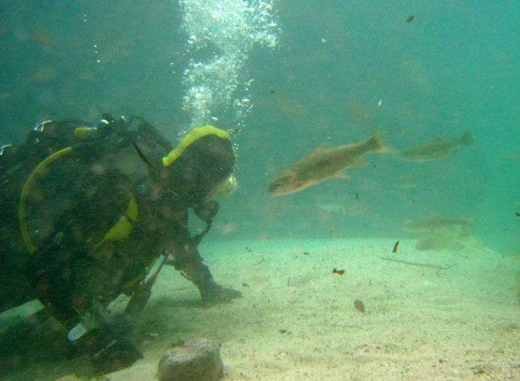 Immersione in fiume sloveno: trota marmorata ed altro...